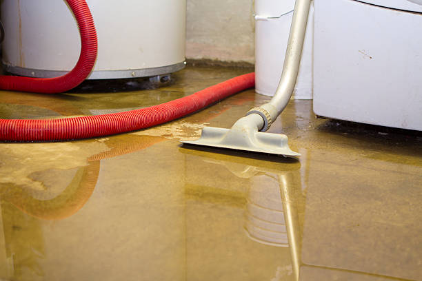 Best Mold removal after water damage  in Northfield, MN